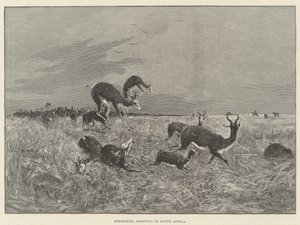 Springbok-Shooting in South Africa by Henry Charles Seppings Wright